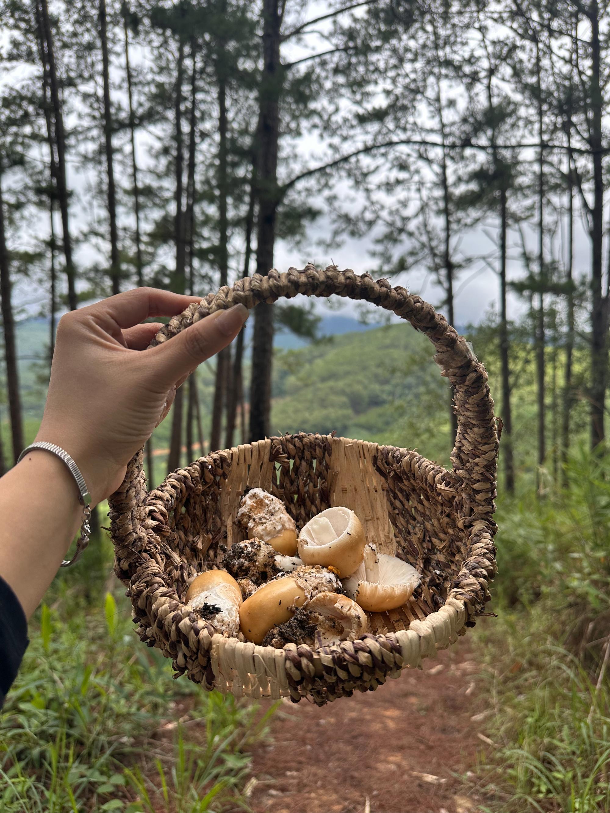 Thành quả hái nấm rừng