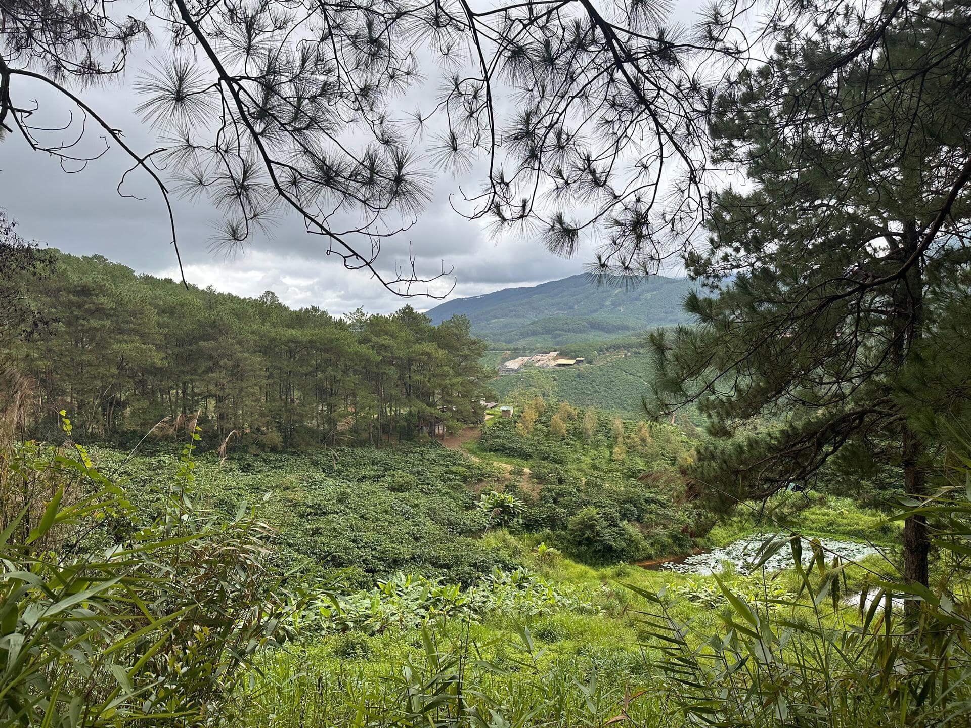 Không gian rừng già Di Linh